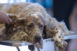 nternational Dog Grooming Championships