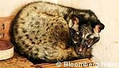 Civet cat
