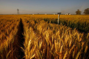 Wheat field in California