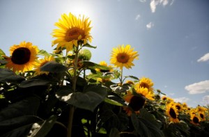 sunflowers