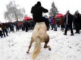 A rough ride - a man rides a horse in a traditional festival to mark the Christian Epiphany
