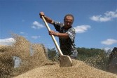 Anya Tsukanova A farmer digs through a pile of grain near Zhovtneve village, in the region of Chernigov, some 220km north of Kiev on August 11, 2009.
