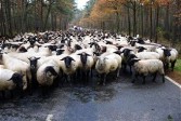 sheep herds