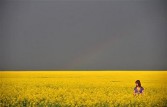 Ukraine's farms a girl gathers rapeseed flowers