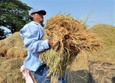Farmer gathers harvest in the Philippines