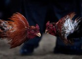Roosters duel during a cockfighting match in the capital Kabul on March 12, 2010. 