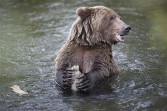 Grizzly bear