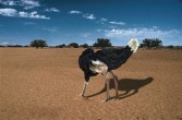 ostrich Ostrich with head in sand