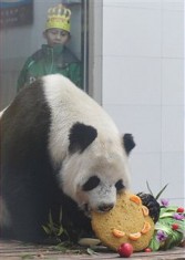 'Maomao' the Giant Panda eats a cake during his birthday party at Taiyuan Zoo on February 16, 2011 in Taiyuan, Shanxi province of China