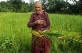 Indian villager in paddy in West Bengal Sept 2011