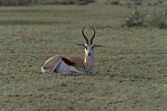 Springbok