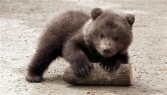 bear