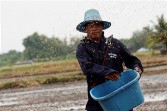 thai farmer plants rice