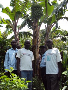 The banana wilt committee
