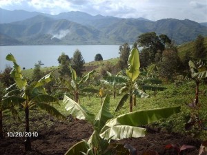 Banana nursery