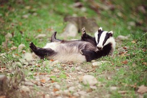 Badger Relaxing