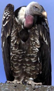 Vulture funds... face having their wings clipped