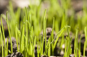 Green shoots?