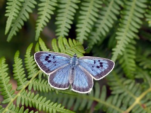 Large blue on bracken (courtesy of David Simcox, CEH)