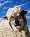 wolf-in-sheeps-clothing.jpg