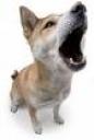 howling-dog.jpg