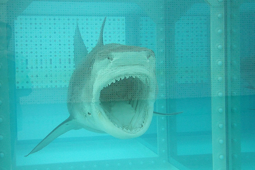 shark.jpg